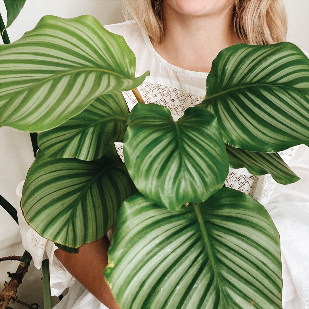 Winter Care For Your Plants With Leaf Supply